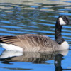 Canada Goose, Assiniboine Park