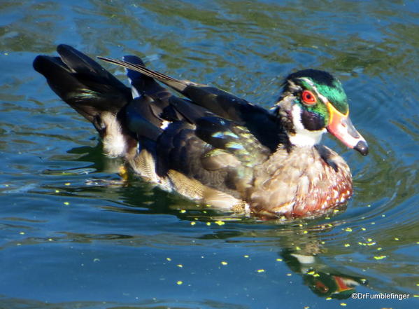 Wood Duck, Assiniboine Park
