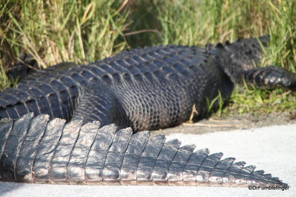Alligator on trail closed to Shark Valley Observation Tower