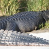 Alligator on trail close to Shark Valley Observation Tower
