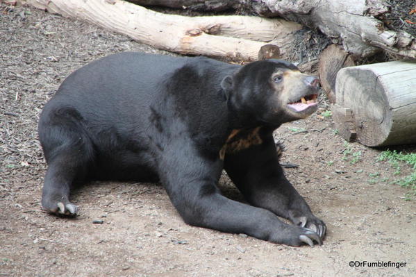 Bornean Sun Bear, San Diego Zoo
