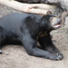 Bornean Sun Bear, San Diego Zoo