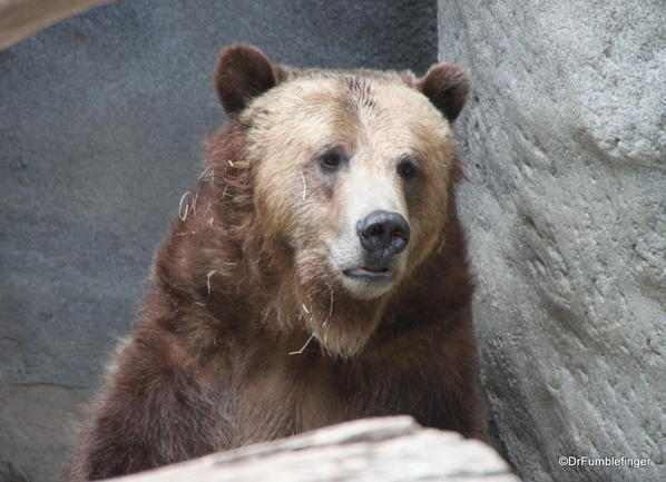 Grizzly Bear, San Diego Zoo