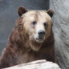 Grizzly Bear, San Diego Zoo