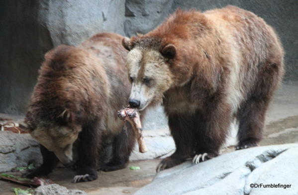 Grizzly Bears, San Diego Zoo