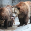 Grizzly Bears, San Diego Zoo