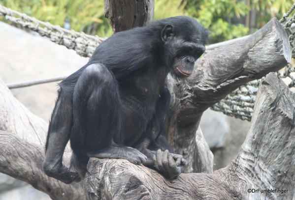 Bonobo, San Diego Zoo