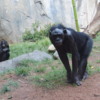 Bonobo, San Diego Zoo