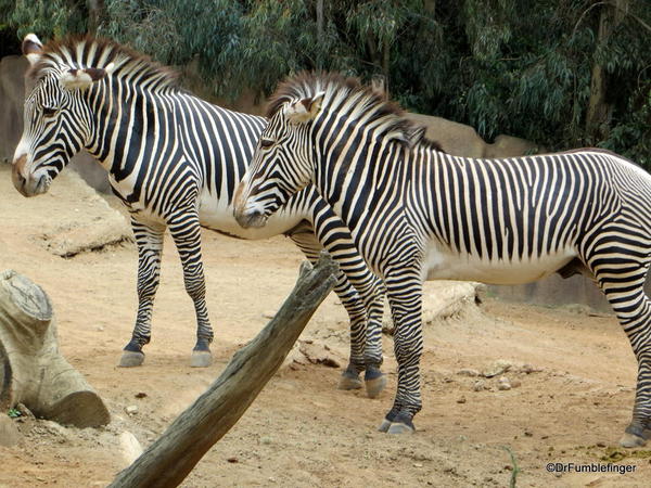 Zebra, San Diego Zoo