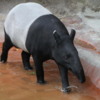 Malayan Tapir, San Diego Zoo