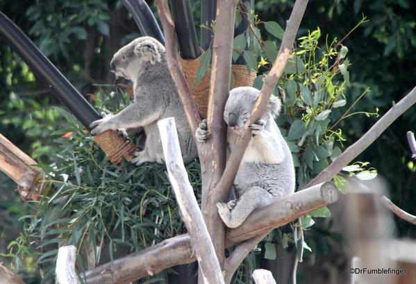 Koala, San Diego Zoo