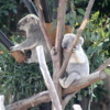 Koala, San Diego Zoo