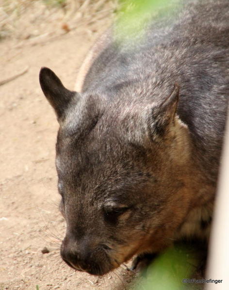 Wombat, San Diego Zoo