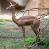 Southern Gerenuk, San Diego Zoo