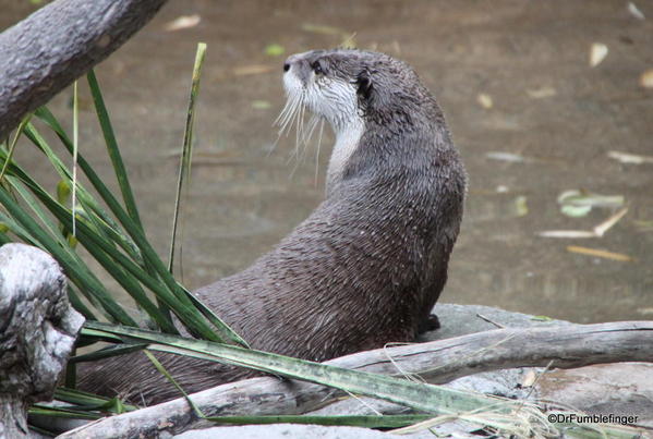 Otter, San Diego Zoo