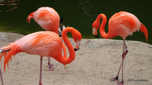 Chilean Flamingos, San Diego Zoo