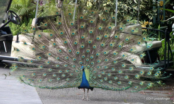 Peacock, San Diego Zoo