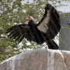 California Condor, San Diego Zoo