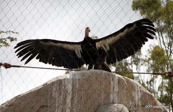 California Condor, San Diego Zoo