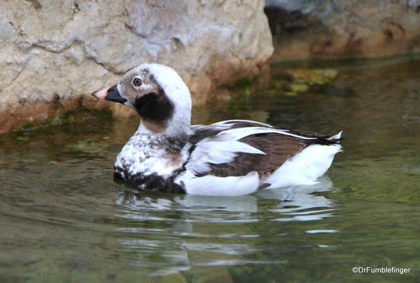Ducks, San Diego Zoo