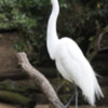 Egret, San Diego Zoo
