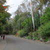 San Diego Zoo -- one of the many lovely lanes on which to walk