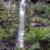 rainforest waterfalls