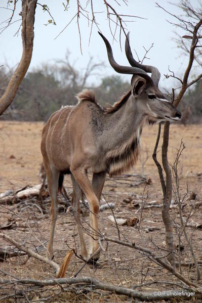 Kudo buck, Chobe National Park
