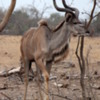 Kudo bull, Chobe National Park