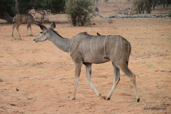Kudo doe, Chobe National Park