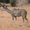 Kudo doe, Chobe National Park