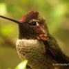 Humming Bird 1 W: Anna's Hummingbird