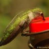 Humming Bird 4 W: Anna's Hummingbird