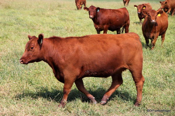 07 Cattle