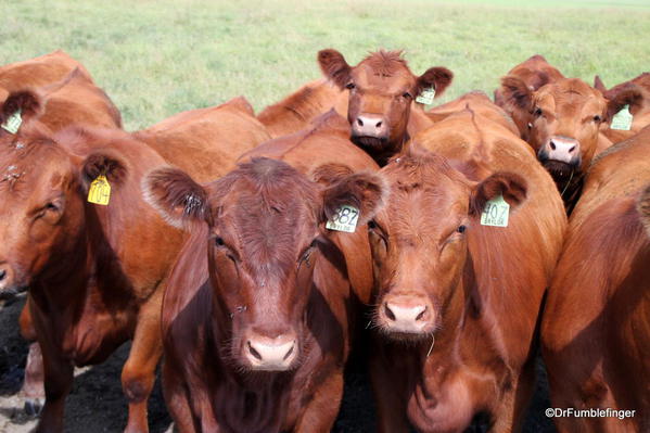 17 Cattle