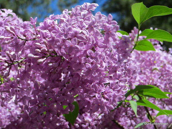 Spokane Lilac Garden, Manito Park