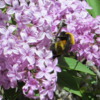 Spokane Lilac Garden, Manito Park: Note the bee