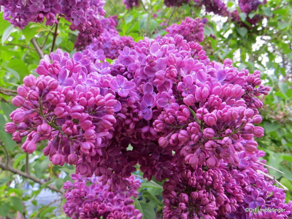 Spokane Lilac Garden, Manito Park