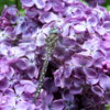 Spokane Lilac Garden, Manito Park: Note the dragonfly blending in so well.