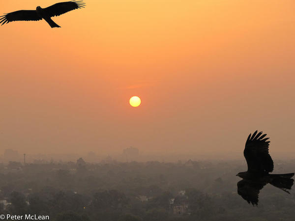 34 - Kites at Delhi sunset-