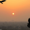 34 - Kites at Delhi sunset-