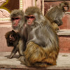 36 - Shimla monkeys-3782