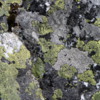Lichens on rocks, Boom Lake, Banff National Park