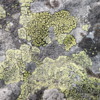 Lichens on rocks,  Boom Lake, Banff National Park