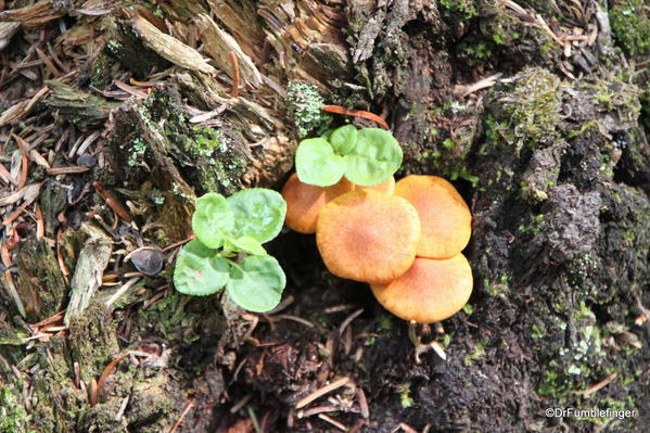 Fungi, Boom Lake trail, Banff National Park