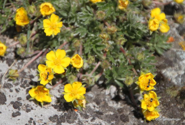 Wildflowers, summit of Tunnel Mountain, Banff National Park