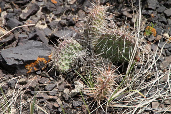Cactus, floor of Horseshoe Canyon