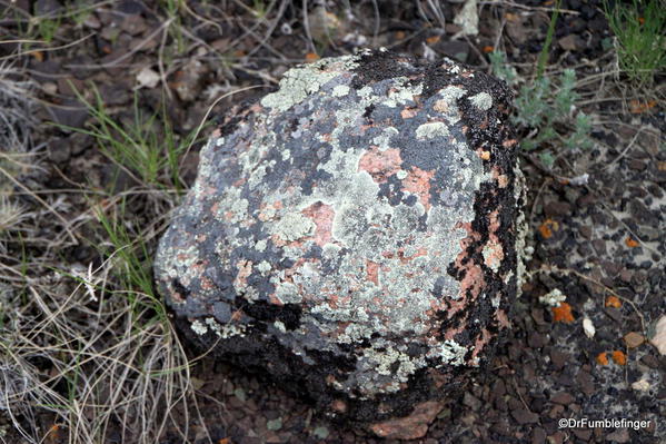 Lichens on a rock, Horseshoe Canyon