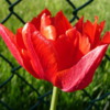 P1080772: Tulips