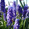 P1080793: Blus grape hyacinths